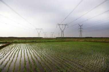 Çin 'de pirinç tarlaları ve elektrik kuleleri