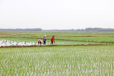 Çin 'de pirinç nakli.