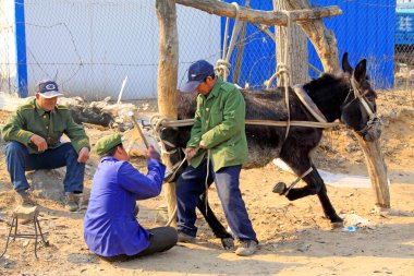 LUANNAN COUNTY - 23 Mart 2014 'te, Luannan County, Hebei Eyaleti, Çin' de eşeğe ayakkabı veren zanaatkarlar