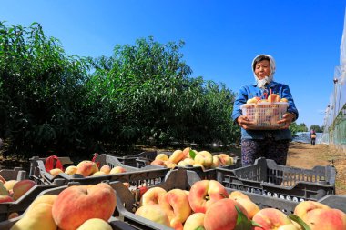 Luannan County - 30 Eylül 2018: Çiftçiler şeftali topluyor, Luannan County, Hebei Eyaleti, Çin
