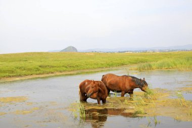 WuLanBuTong otlağındaki sudaki atlar, Moğolistan özerk bölgesi, Çin.