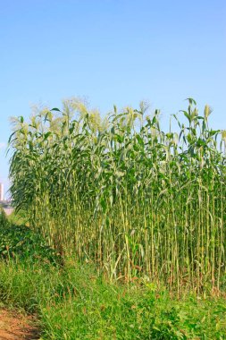Tarlada Sorghum mahsulü, fotoğrafa yakın çekim