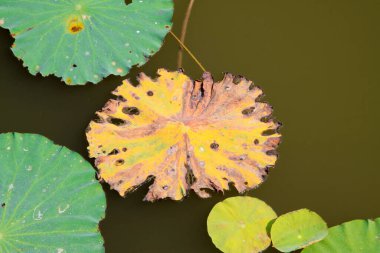 Nilüfer yaprakları bir parkta suyun yüzeyinde kalır.