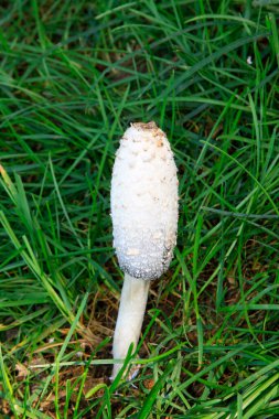 Çimlerde beyaz mantarlar, doğal büyüme durumu