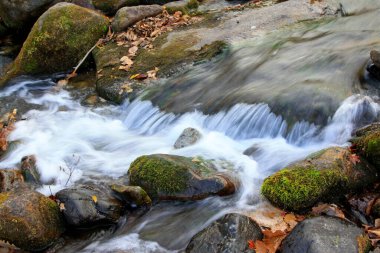 Rock and Creek, fotoğrafa yakın çekim