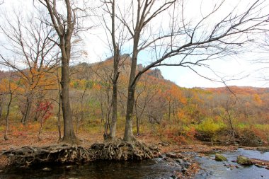 Ölü ağaçlar ve dereler doğal manzara, fotoğrafa yakın çekim.