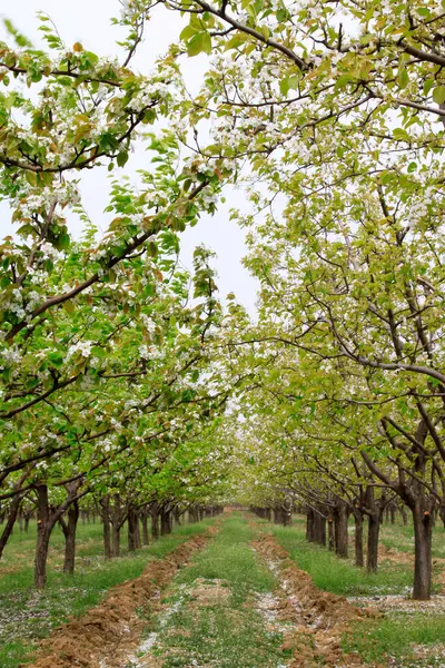 Meyve bahçesindeki armut ağaçlarına, porselenlere yakın. 
