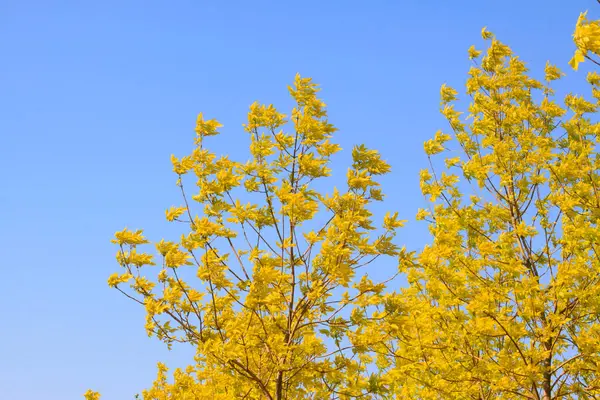 İlkbaharda mavi gökyüzünde yeşil kireç dalları