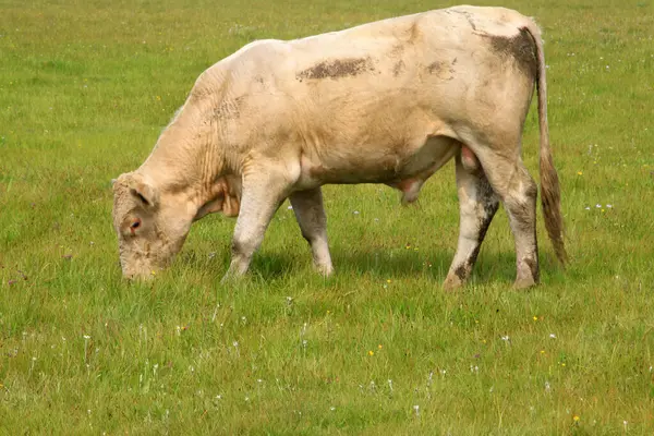 WuLanBuTong otlağında yavru, Moğolistan özerk bölgesinde, Çin.