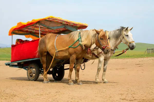 19 Temmuz 2014 'te WuLanBuTong otlaklarında turist bekleyen Moğolistan Özerk Bölgesi, Çin.