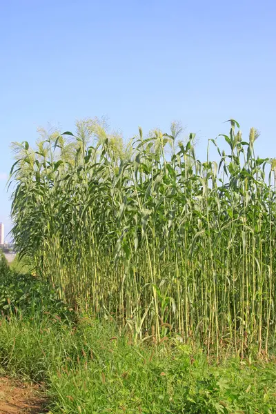 Tarlada Sorghum mahsulü, fotoğrafa yakın çekim