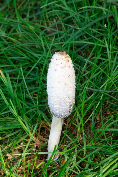 Çimlerde beyaz mantarlar, doğal büyüme durumu