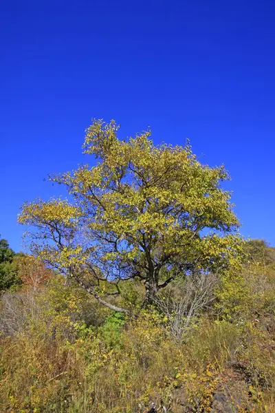 Dağ doğal manzarası, fotoğrafa yakın çekim