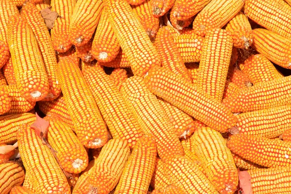 Altın mısır, fotoğrafa yakın çekim.