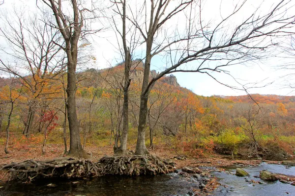 Ölü ağaçlar ve dereler doğal manzara, fotoğrafa yakın çekim.