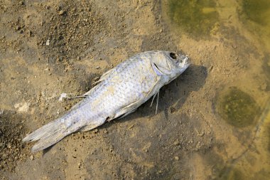 Yerde ölü balık, fotoğrafa yakın çekim.