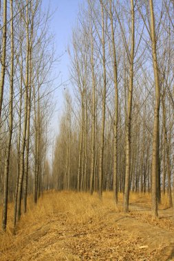 Ağaçlar ve sazlar, fotoğrafa yakın çekim