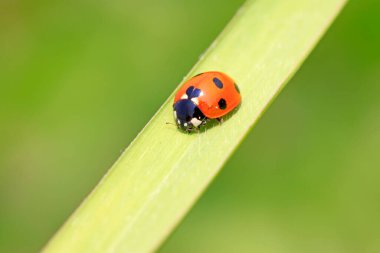 Çimlerin üzerinde uğur böceği, fotoğrafa yakın çekim