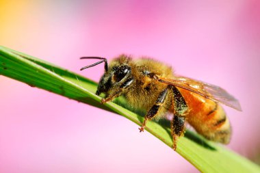 Çiçeklerdeki arılar, fotoğrafa yakın çekim
