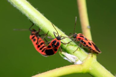 Lygaeidae böceği yeşil yapraklar üzerinde çiftleşiyor.