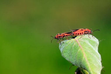 Lygaeidae böceği yeşil yapraklar üzerinde çiftleşiyor.