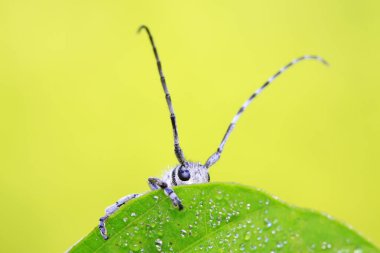 Yeşil yapraklı uzun mısır