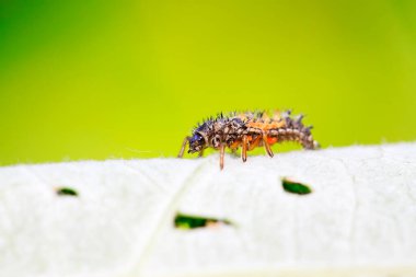 yeşil yapraklı armoni aksiridis larvaları
