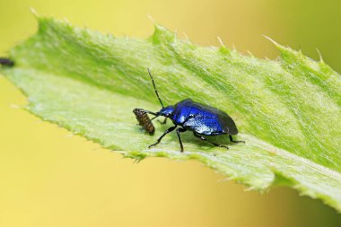 Mavi böcekler küçük böcekleri avlıyorlar.