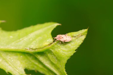 Vahşi doğadaki bitki üzerindeki lacebug