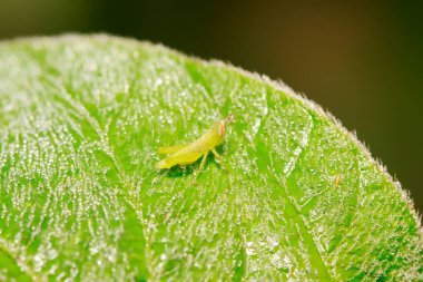 Oxyachinensis perileri doğadaki bitkiler üzerinde