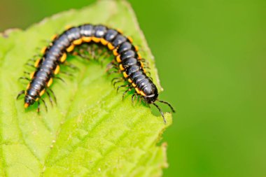 Vahşi doğadaki bitki üzerinde kaba bir diplopod.
