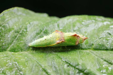 Yeşil yaprakların üzerindeki lahana solucanının krizalitleri.