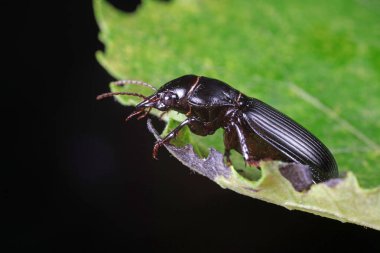 Doğadaki Kolaoptera Karabidae Böcekleri