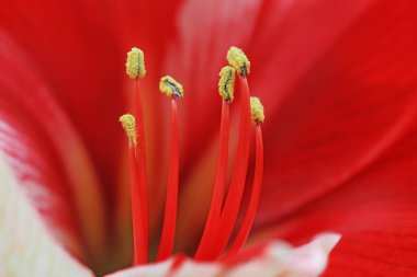 Hippeastrum rutilum stamen, fotoğrafa yakın çekim.
