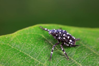 Kuzey Çin 'deki genç likorma lezzeti perileri.