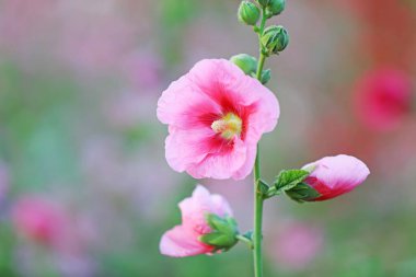 Parkta Hollyhock çiçekleri açıyor, Luannan County, Hebei Eyaleti, Chin