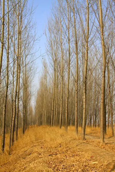 Ağaçlar ve sazlar, fotoğrafa yakın çekim