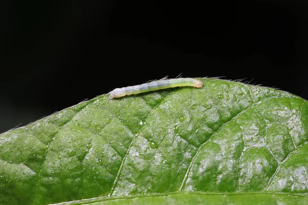 Doğal çevrede et böcekleri