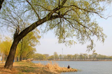 Nehir kıyısında söğüt, doğal manzara, yakın çekim.
