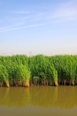 Hebei kaofeidyan golf sahası