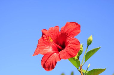 Kızıl Çin amblemi gül çiçeği.