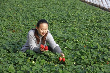 Luanan Eyaleti - 22 Ocak 2018: Bir kadın Çin 'in Hebei Eyaleti, Luanan Eyaleti, Sera' da çilek topluyor.