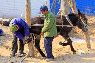 LUANNAN COUNTY - 23 Mart 2014 'te, Luannan County, Hebei Eyaleti, Çin' de eşeğe ayakkabı veren zanaatkarlar
