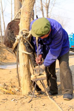 LUANNAN COUNTY - 23 Mart 2014 'te, Luannan County, Hebei Eyaleti, Çin' de eşeğe ayakkabı veren zanaatkarlar