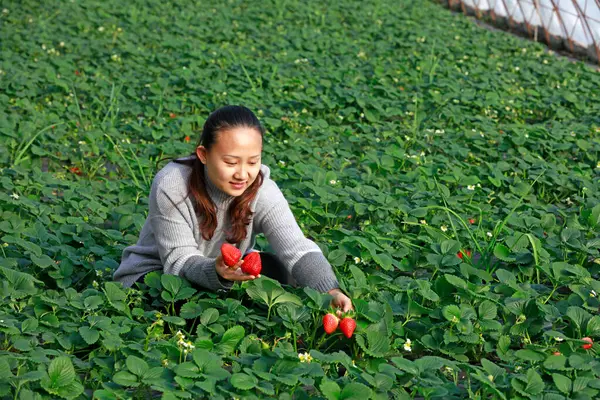 Luanan Eyaleti - 22 Ocak 2018: Bir kadın Çin 'in Hebei Eyaleti, Luanan Eyaleti, Sera' da çilek topluyor.