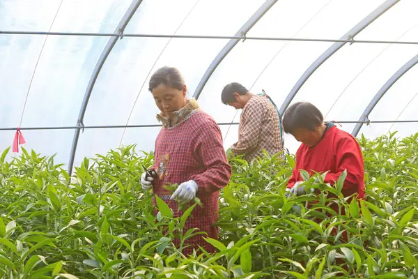Luannan County - 25 Aralık 2015: İşçiler 25 Aralık 201 'de Luannan County, Hebei, Çin' deki bir serada zambakları buduyordu.