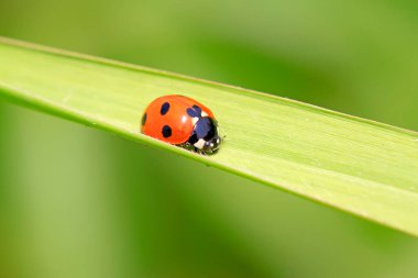Çimlerin üzerinde uğur böceği, fotoğrafa yakın çekim