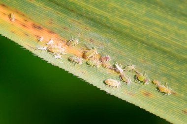 Yeşil yapraklı hormaphidae