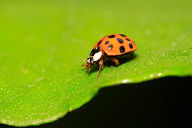 Doğadaki bitki üzerinde Harmonia axyridis