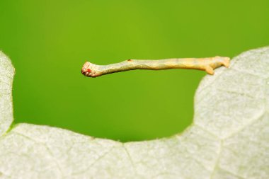 Kurtçuk larvaları doğadaki bitkilerin üzerinde